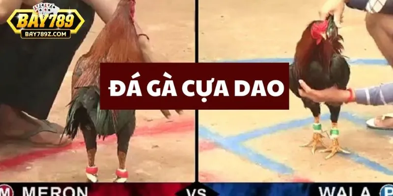 Có nhiều ưu điểm nổi bật nên đá gà cựa dao được nhiều người chọn tham gia Có nhiều ưu điểm nổi bật nên đá gà cựa dao được nhiều người chọn tham gia