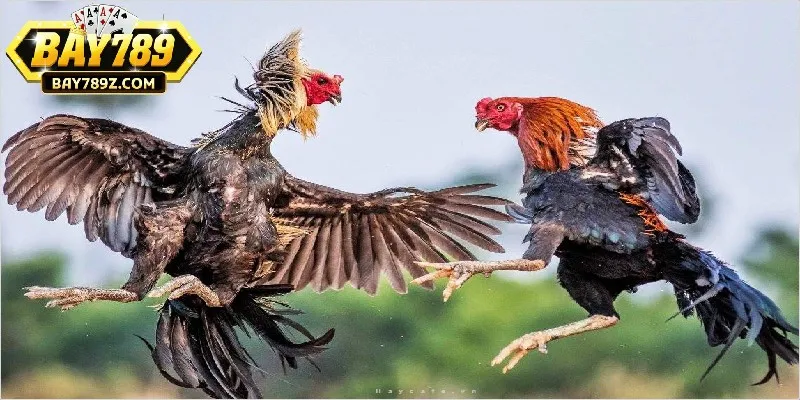 Phân tích kèo để áp dụng cách chơi đá gà ngũ sắc Phân tích kèo để áp dụng cách chơi đá gà ngũ sắc