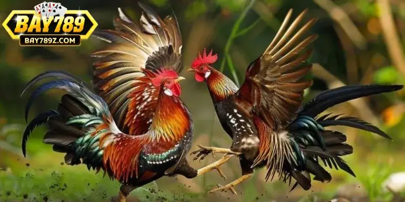 Quan sát ngoại hình, thần thái chiến kê là cách soi kèo đá gà cơ bản Quan sát ngoại hình, thần thái chiến kê là cách soi kèo đá gà cơ bản